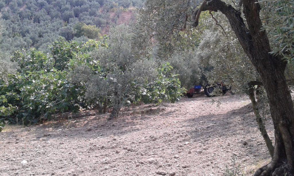 Mudanya Zeytinbağı Satılık Zeytinlik Tirilye Emlak